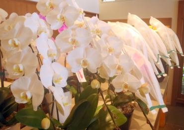 コチョウラン豊富にあります｜「フラワーショップ花太郎」　（北海道旭川市の花キューピット加盟店 花屋）のブログ