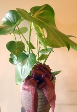 新築祝いで観葉植物のプレゼント♪♪｜「フラワーショップ花太郎」　（北海道旭川市の花キューピット加盟店 花屋）のブログ