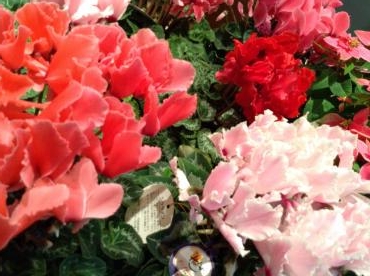ウィンターギフト｜「フラワーショップ花太郎」　（北海道旭川市の花キューピット加盟店 花屋）のブログ