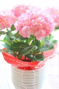 5月8日は母の日です｜「フラワーショップ花太郎」　（北海道旭川市の花キューピット加盟店 花屋）のブログ