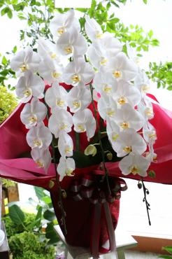 コチョウランをお届けしました｜「フラワーショップ花太郎」　（北海道旭川市の花キューピット加盟店 花屋）のブログ