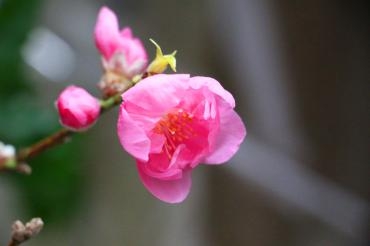 桃の花入荷しています|「フラワーショップ花太郎」　（北海道旭川市の花屋）のブログ